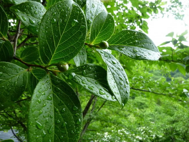 P1050713