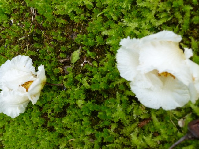 P1050781